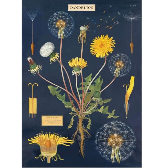 Cavallini & Co. Dandelion Botanical Vintage Image Chart, 20 x 28 inch - NWT - Picture 1 of 5